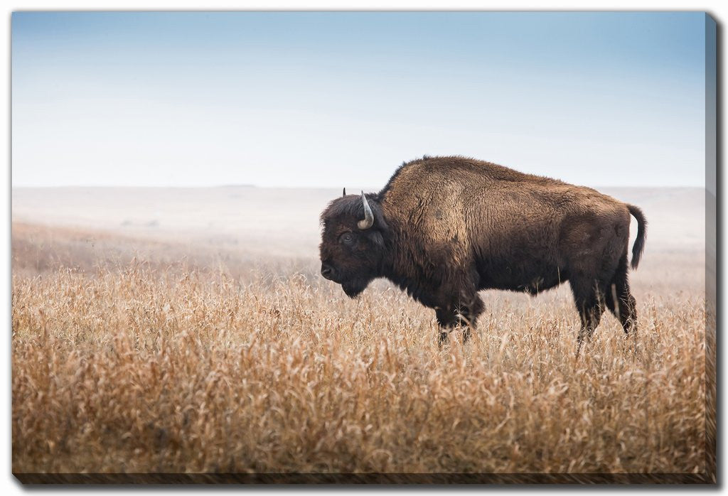 Bison Wanderer Wall Art - Brown - 30 X 45