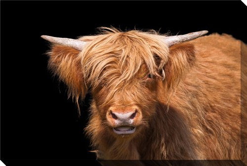 Moo in the Shadows Wall Art - Brown - 22 X 28