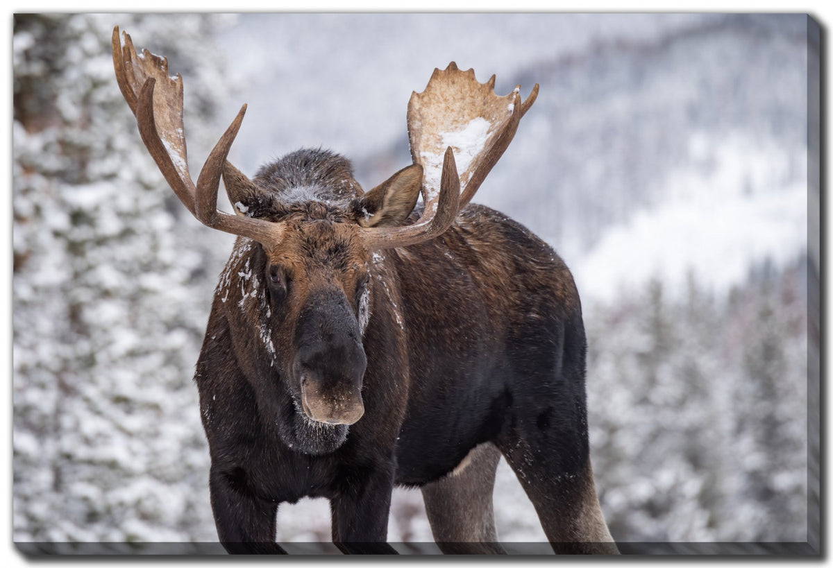 King of the Forest Wall Art - Brown/Grey - 38 X 60