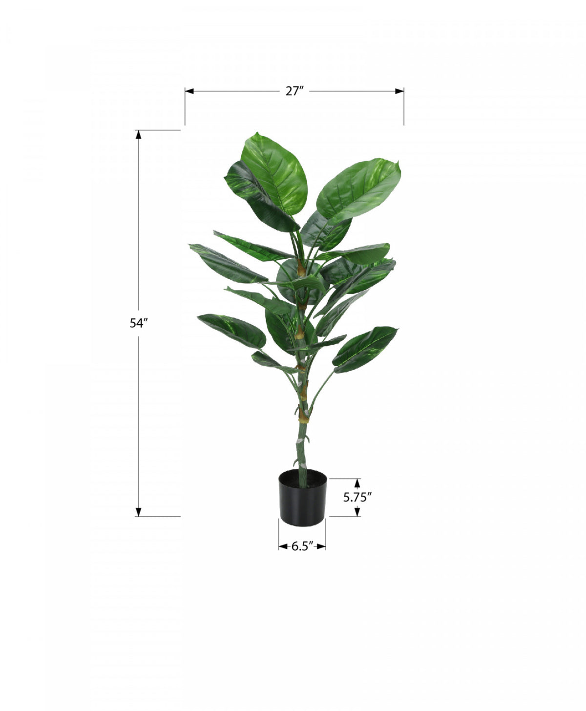 54" Dieffenbachia Tree With 6" Black Pot - Green