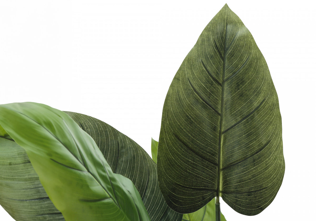 37" Aureum Plant With 5" Black Pot - Green